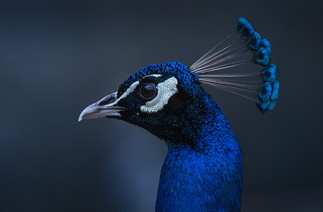 蓝孔雀-头冠-孔雀-动物-孔雀 图片素材