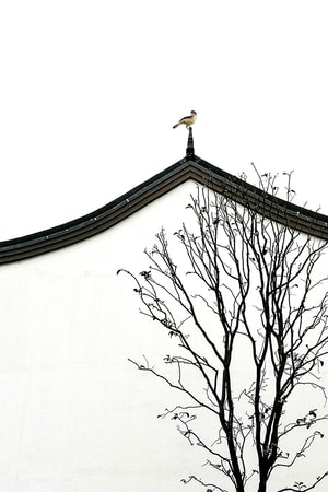 徽州-建筑-简单-树-树木 图片素材