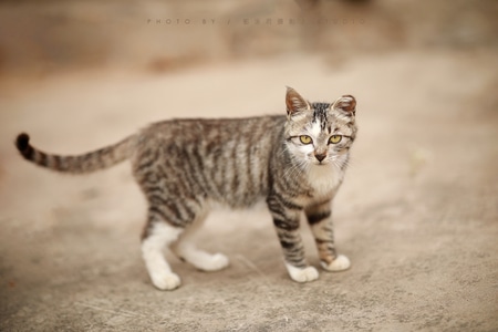 小猫咪-宠物-自然光-动物-猫 图片素材
