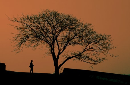 原创-夕阳-意境-树-剪影 图片素材