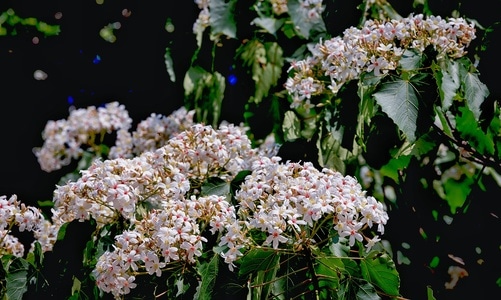 原创-色彩-夏天-油桐花-落花 图片素材