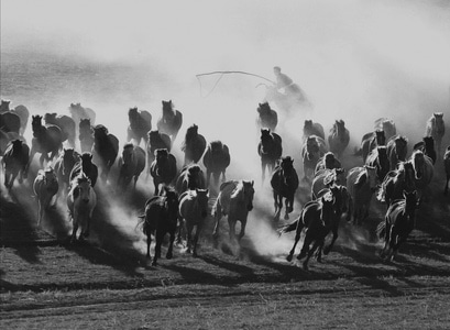 风光-坝上草原-赤峰市-马-动物 图片素材