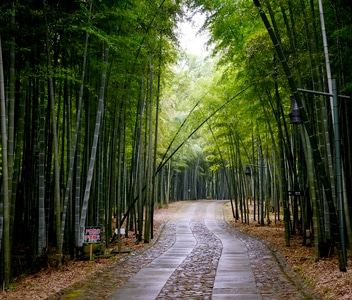 原创-旅行-风光-翠竹-小道 图片素材