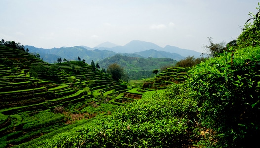 春天-茶乡-风景-风光-茶园 图片素材