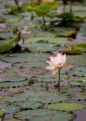 原创-荷花-雨中-荷花-莲花 图片素材