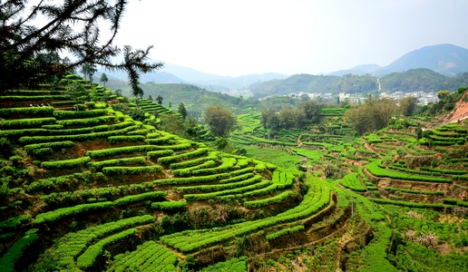 春天-茶乡-风景-风光-茶园 图片素材