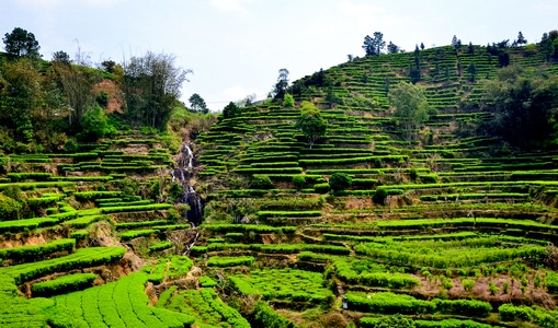 春天-茶乡-风景-风光-茶园 图片素材