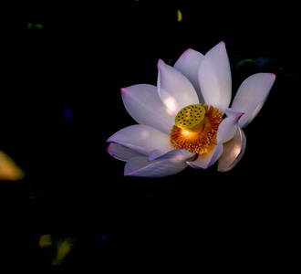 原创-荷花-光影-荷花-花 图片素材
