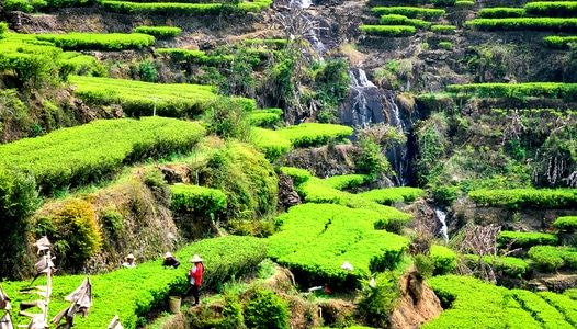 春天-茶乡-风景-风光-茶园 图片素材