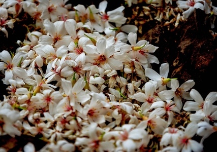 原创-色彩-夏天-油桐花-落花 图片素材