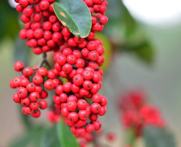 原创-植物-植物-果实-浆果 图片素材