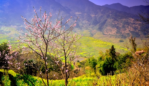 原创-风光-旅行-婺源篁岭-婺源篁岭 图片素材