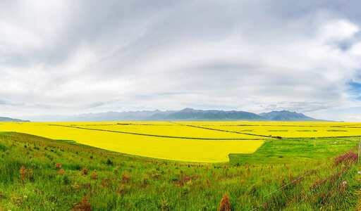 大美青海-门源油菜花-风光摄影-旅行-行摄无疆 图片素材
