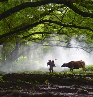 农夫-老牛-榕树下-风光-风景 图片素材