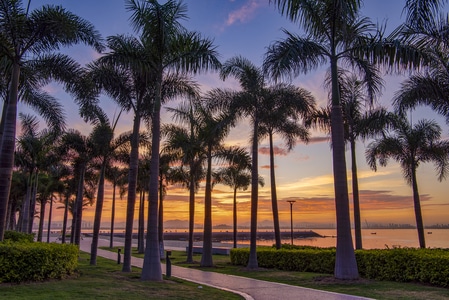 风光-日出-棕榈树-亚热带-风景 图片素材