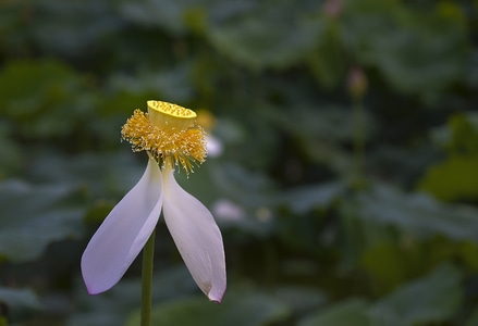荷花-残荷-莲蓬-花-花卉 图片素材