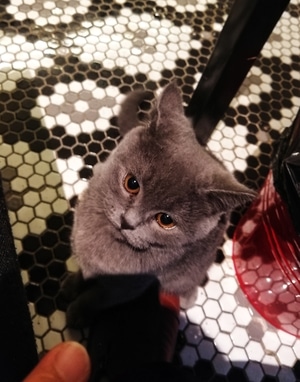 宠物-猫-手机摄影-随拍-心情日志 图片素材