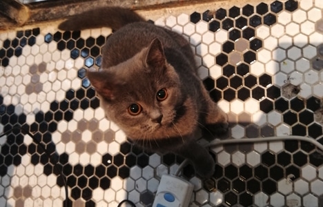 宠物-猫-手机摄影-随拍-心情日志 图片素材