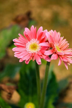 花卉-植物-街拍-春天-色彩 图片素材