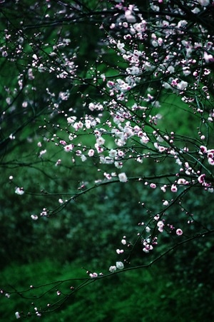 春天-红梅-花-花卉-花朵 图片素材