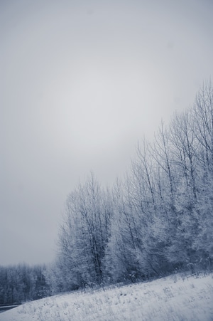 北半球-雪-树-风景-树 图片素材