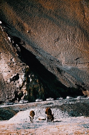 野驴-藏野驴-风景-动物-野驴 图片素材