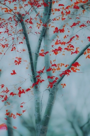 紅葉-唯美-樹-树-红叶 图片素材