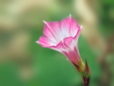 花草-手机拍摄-花朵-花-花卉 图片素材