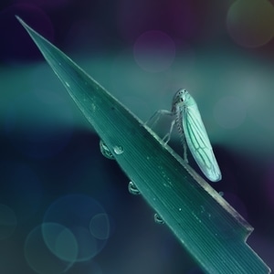手机拍摄-微距-微观世界-昆虫-动物 图片素材
