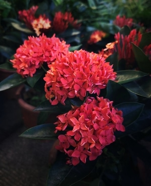 手机拍摄-生活日常-花花草草-花-花朵 图片素材
