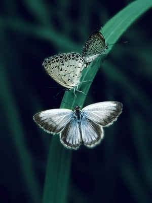 手机微距-手机拍摄-昆虫-蝴蝶-动物 图片素材