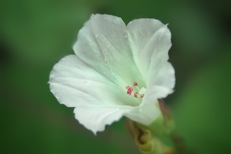 花草-手机拍摄-花朵-花-花卉 图片素材