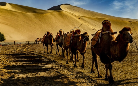 驴行-生活-动物-骆驼-驼队 图片素材