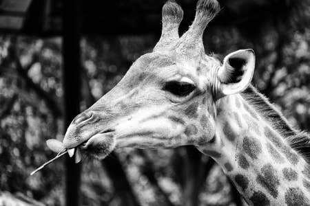 黑白-旅行-富士-xpro1-长颈鹿 图片素材