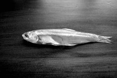 黑白-gr3-鱼-鱼类-小鱼 图片素材