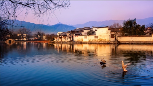 风光-旅行-宏村-早晨-鸭子 图片素材
