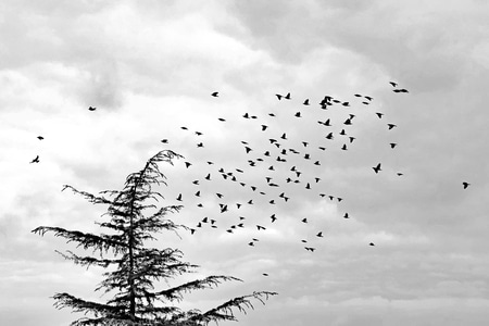 风光-树-飞鸟-冬天-风景 图片素材
