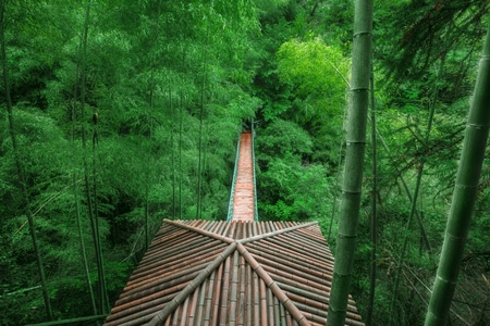 你好七月-竹林-遂昌-景观-冷暖 图片素材