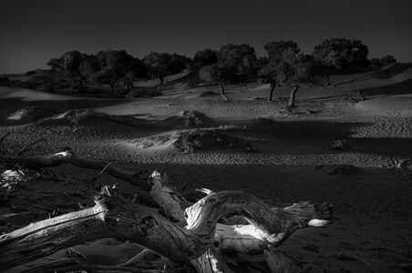 胡杨-沙漠-黑白-光影-旅行 图片素材