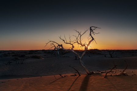 胡杨-沙漠-光影-旅行-在路上 图片素材