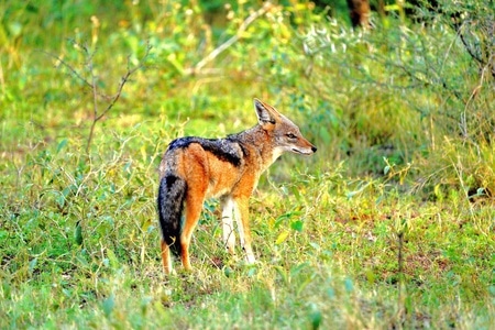 南非野生动物、-爱护大自然、野拍、-胡狼-动物-野生动物 图片素材