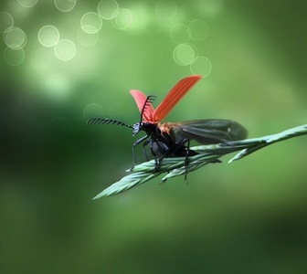 植物-昆虫-色彩-风光-纹理 图片素材