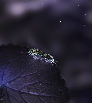奇妙的昆虫-微观世界-旅行-风光-昆虫 图片素材