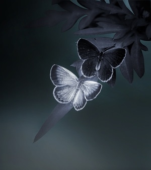 蝴蝶-微观世界-灰蝶-蝴蝶-昆虫 图片素材