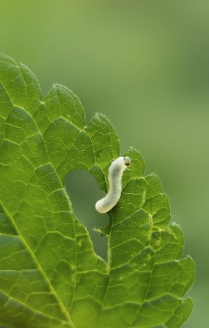 植物-昆虫-风光-昆虫总动员-艺术 图片素材