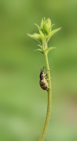 植物-昆虫-风光-昆虫总动员-艺术 图片素材