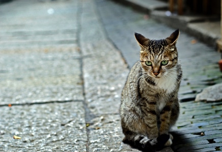 苏州-古镇-石板路-猫-猫 图片素材