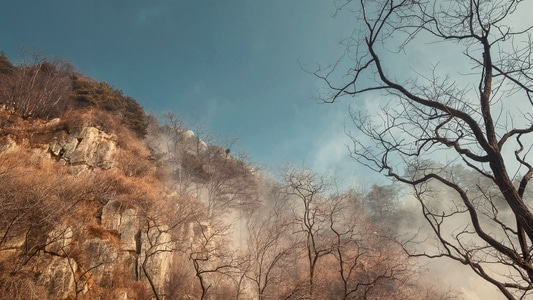 年味-树-你好2020-泰山-自然 图片素材