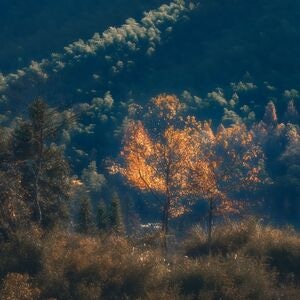 皖南-冬日暖阳-树-自然-风景 图片素材
