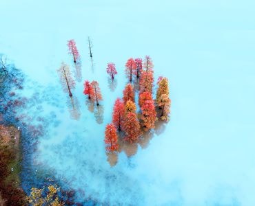 航拍-水杉林-风景-水杉林-水杉 图片素材